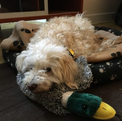 Cream coloured dog with duck toy
